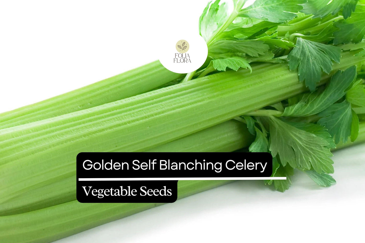 500 Seeds Golden Self-Blanching Celery (Apium graveolens) – Heirloom Variety for Tender, Mild Stalks