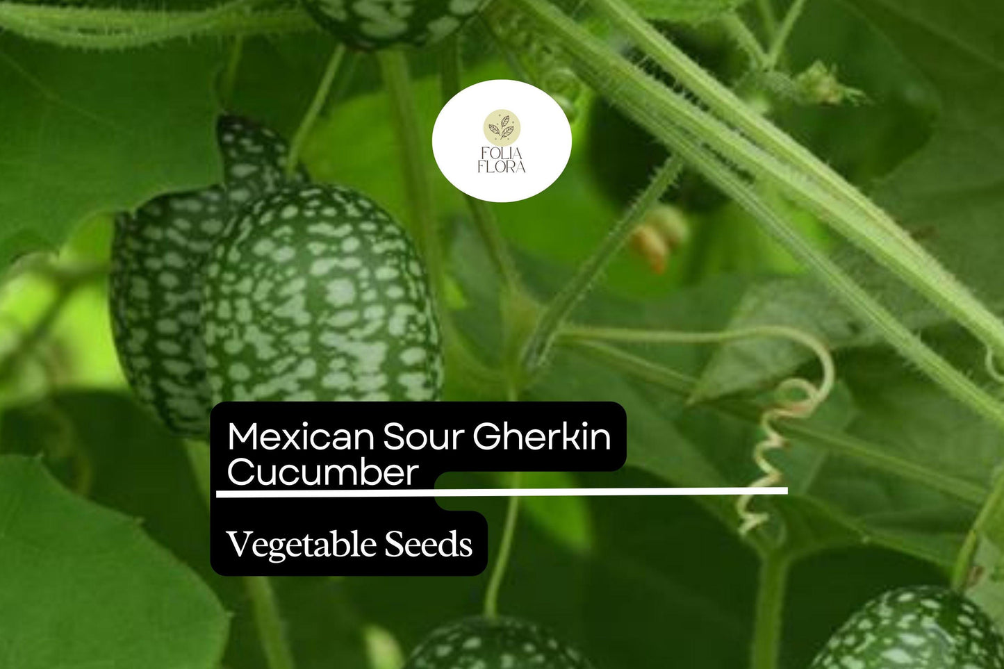25 Seeds Mexican Sour Gherkin Cucumber (Melothria scabra) – Tiny, Tangy, Heirloom Cucumber