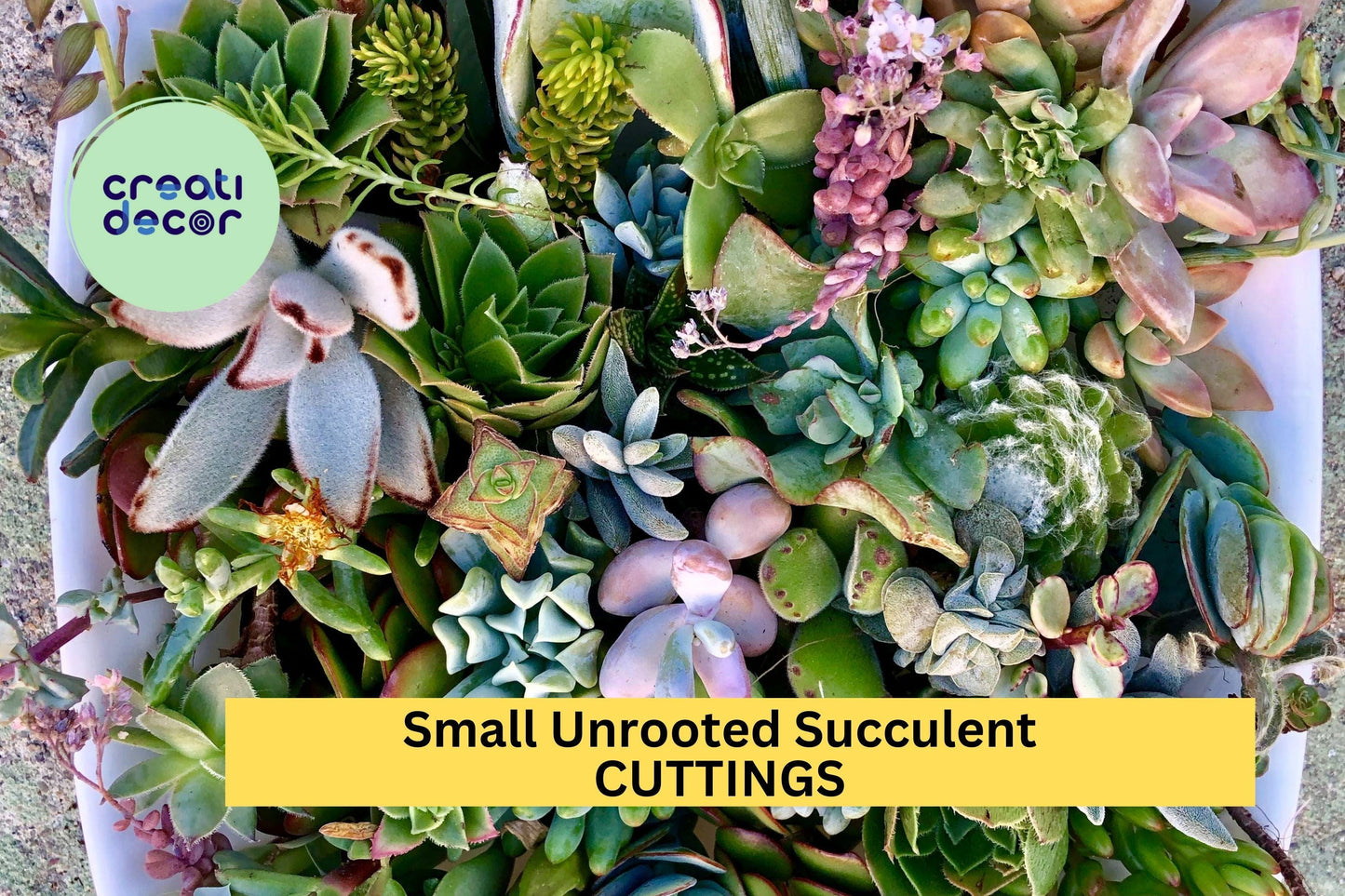 10 Small Succulent Cuttings | Mixed Assorted Varieties | Unrooted Starter Plants for Terrariums, Pots, or DIY Projects