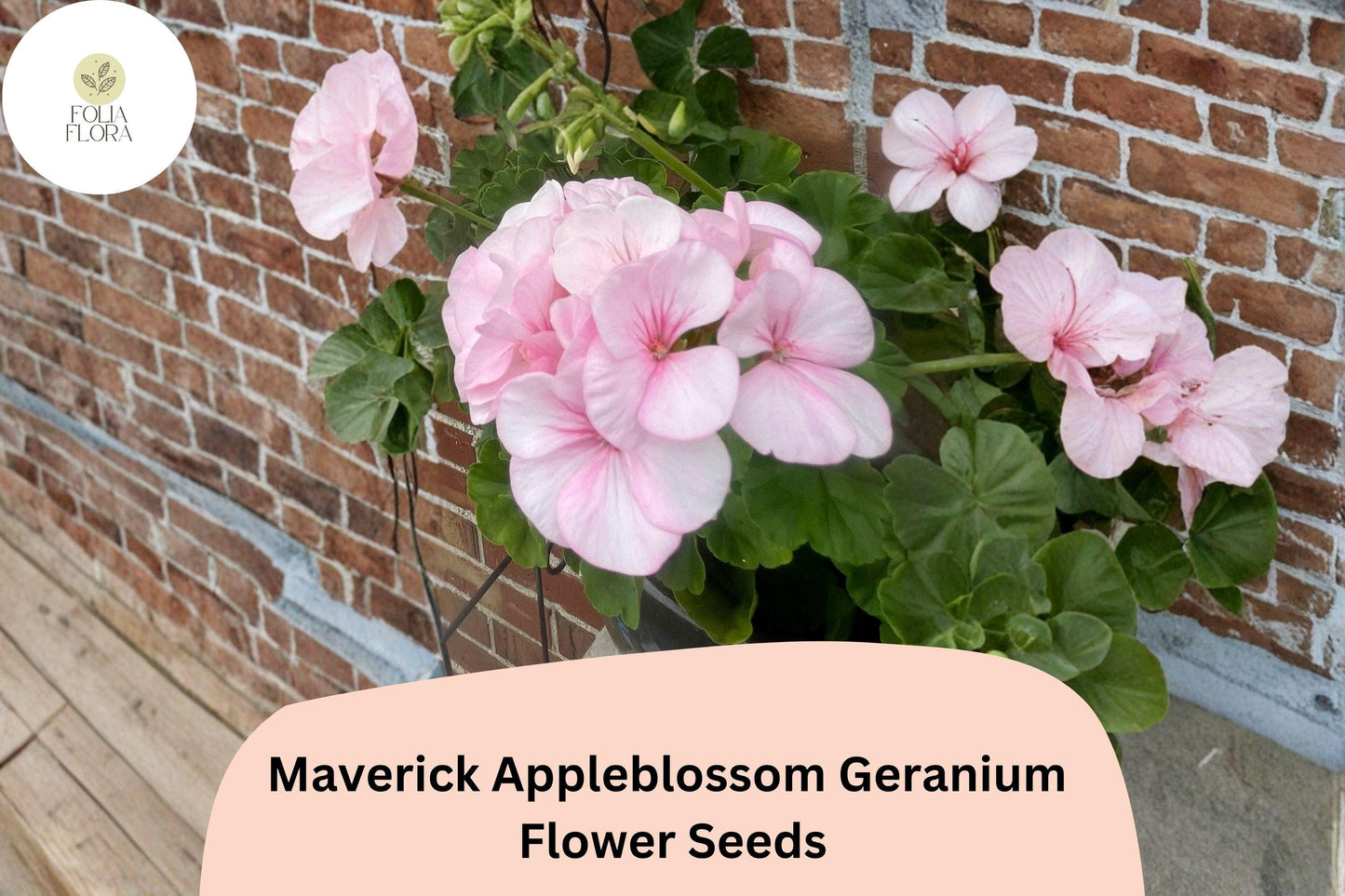 25+ Maverick Appleblossom Geranium Seeds for Garden Planting – Pink & White Flowers, Hardy Perennial