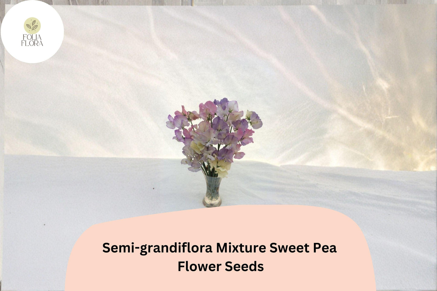 50+ Semi-Grandiflora Mixed Sweet Pea Seeds | Multi-Color Climbing Flowers for Trellis & Garden