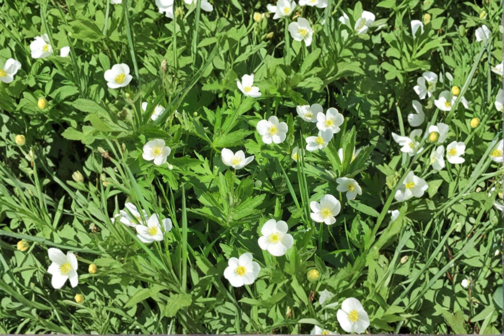Anemone Canadensis Canada Anemone Seeds – 100 Native Perennial Groundcover Wildflower Seeds | Spreading Wildflower | Pollinator-Friendly