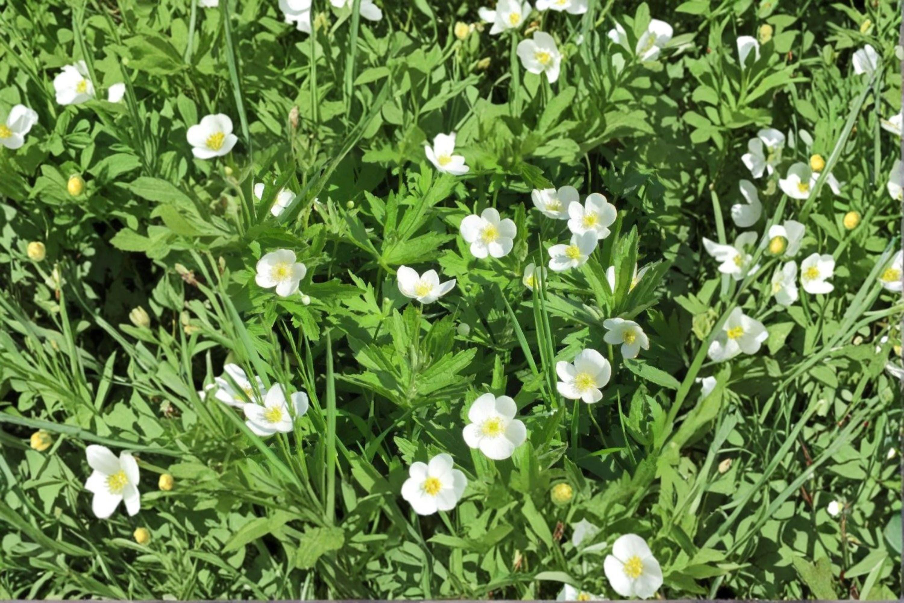 Anemone Canadensis Canada Anemone Seeds – 100 Native Perennial Groundcover Wildflower Seeds | Spreading Wildflower | Pollinator-Friendly