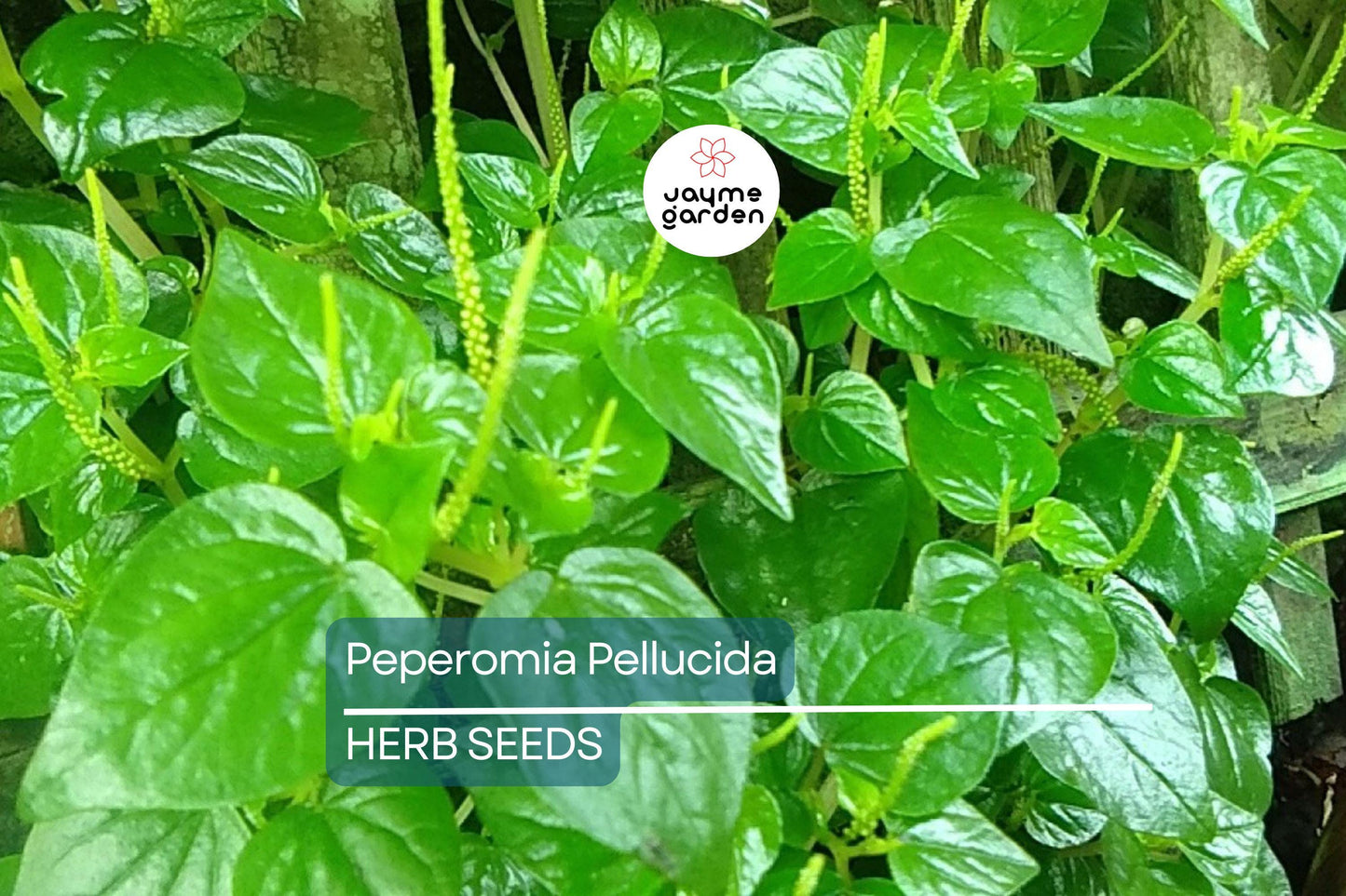 200+ Peperomia Pellucida Seeds - 6" Fresh USA Seller - Rau Cang Cua Krasang Teap