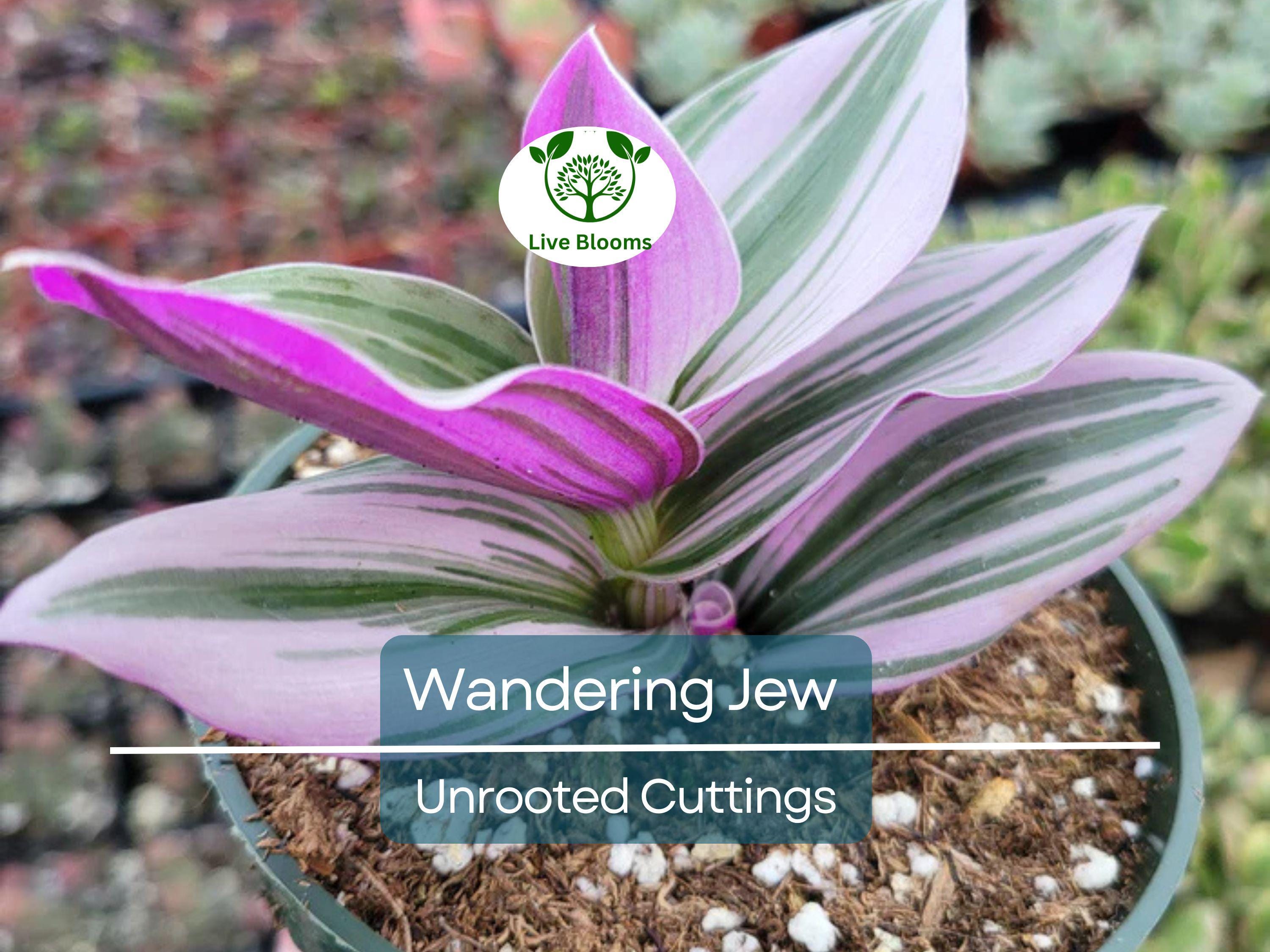 10 Unrooted Cuttings 5-7" Wandering Jew Tradescantia Purple Zebrina Plant | Easy to Grow, Indoor Hanging Vine, Gorgeous Variegated Leaves