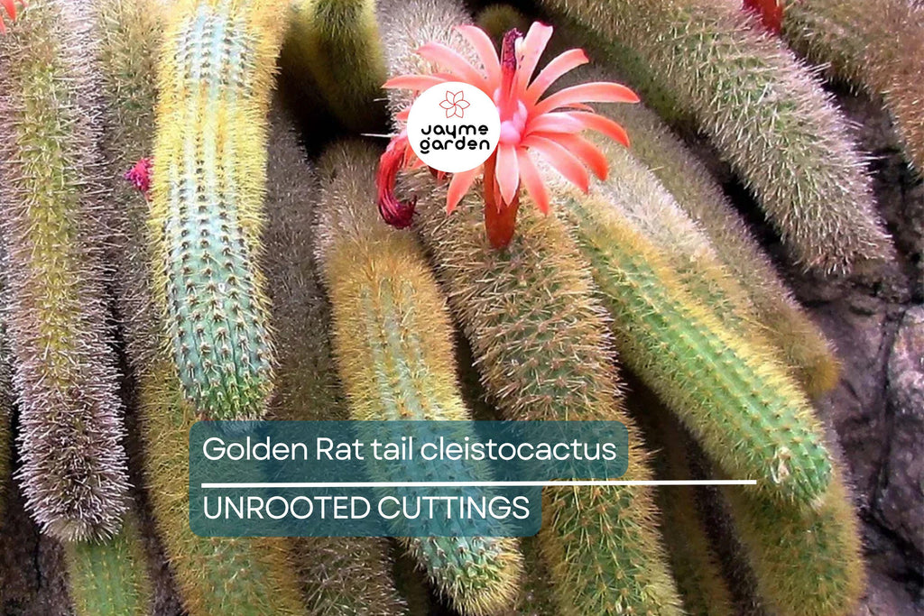 Gold Rat Tail Cactus | 3 Live Cuttings | Rare Cleistocactus Succulent | Drought-Tolerant | Easy to Grow