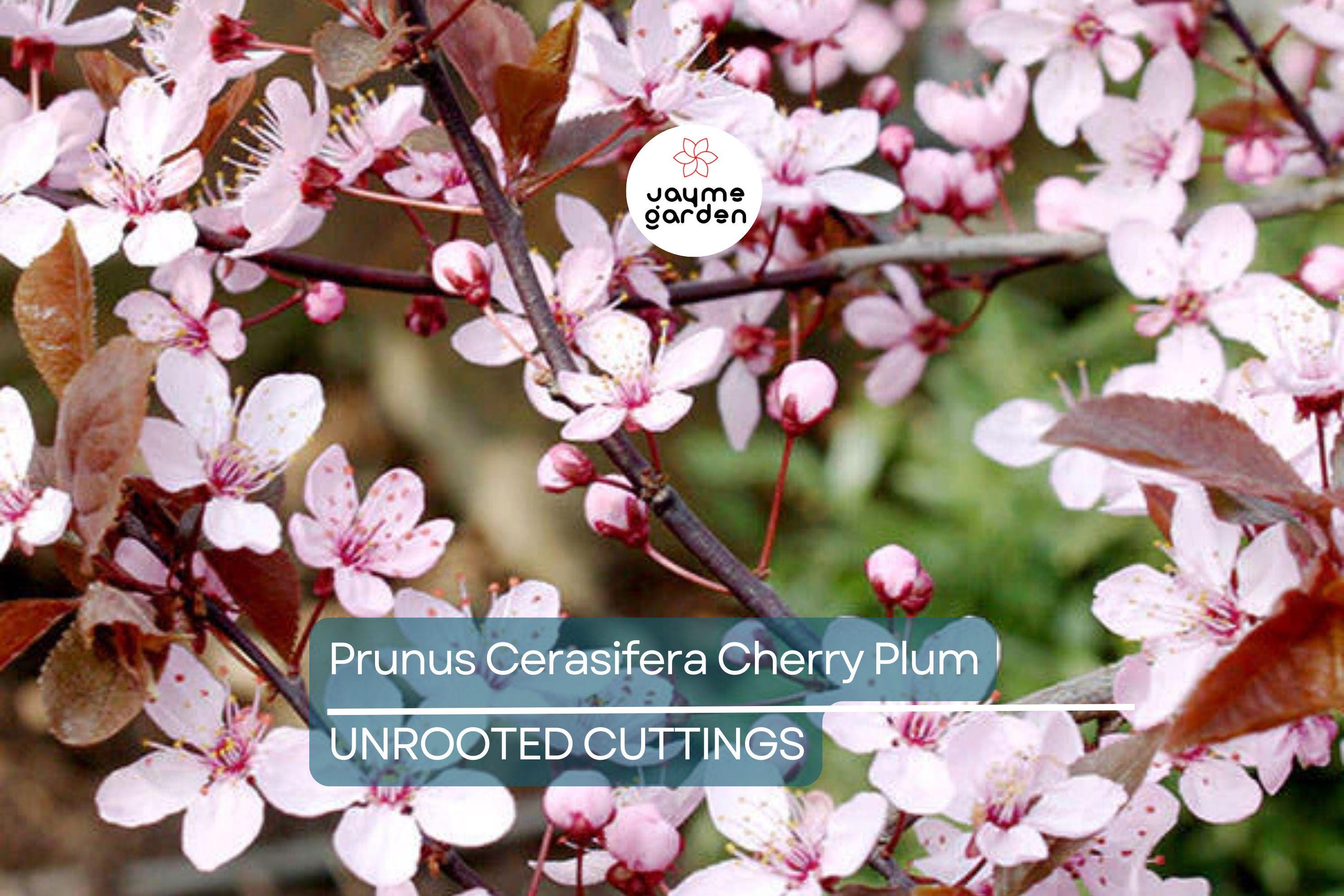 Prunus Cerasifera Cherry Plum Cuttings, 3 Unrooted 6” Plants, Dark Purple Foliage, Pink Flowers, Edible Fruit, USDA Zones 5-8