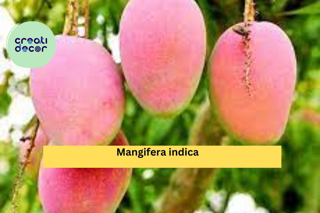 Mango Live Plant – 9–12” Tropical Fruit Tree in Pot, Mangifera Indica Seedling, Easy-Grow Patio or Garden Plant for Warm Climates Zones 9–11