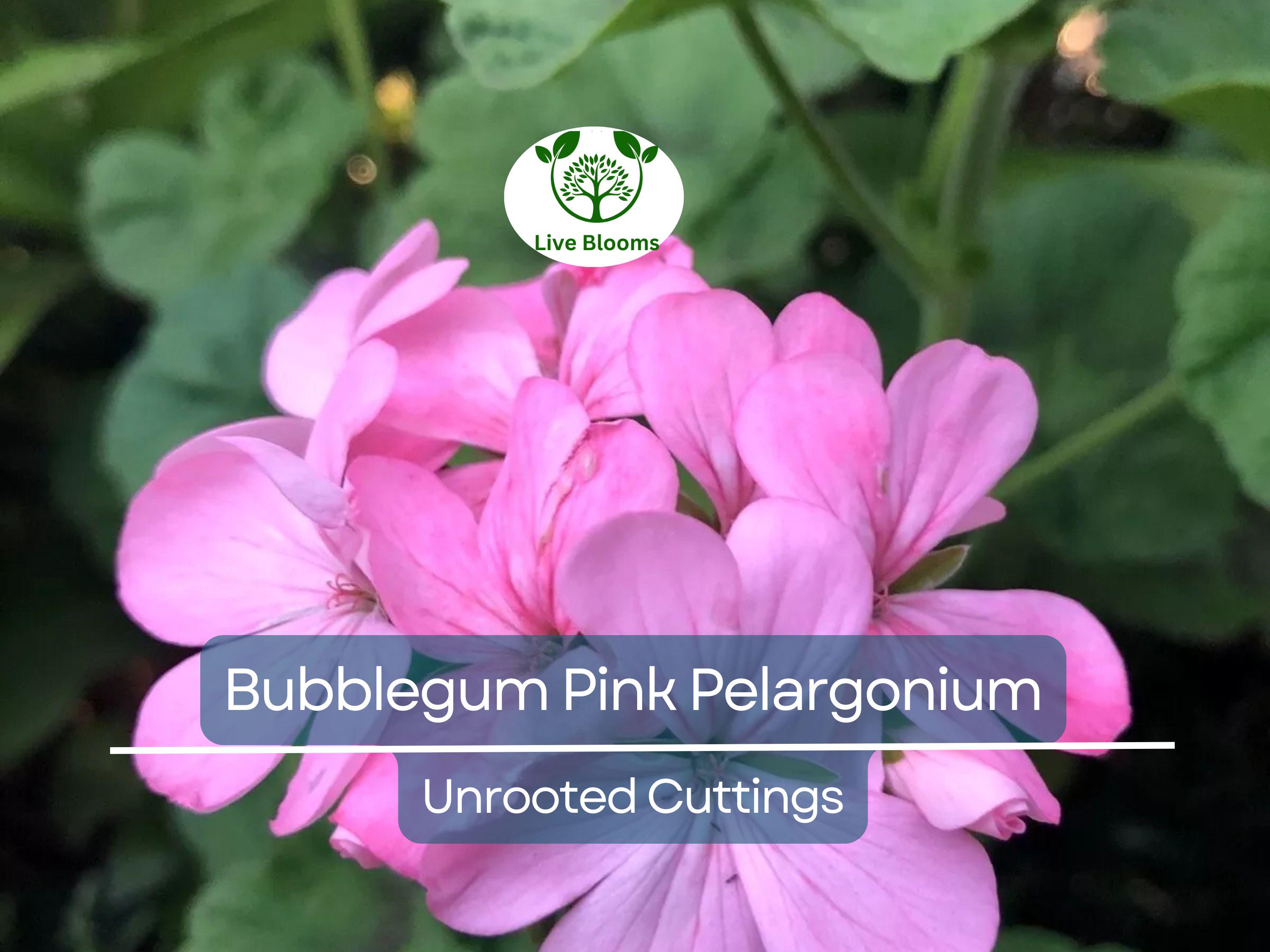 4 Bubblegum Pink Pelargonium Zonal Geranium Unrooted Cuttings - Fresh Live Plants, 8" Long, Ideal for Garden, Hanging Baskets & Containers