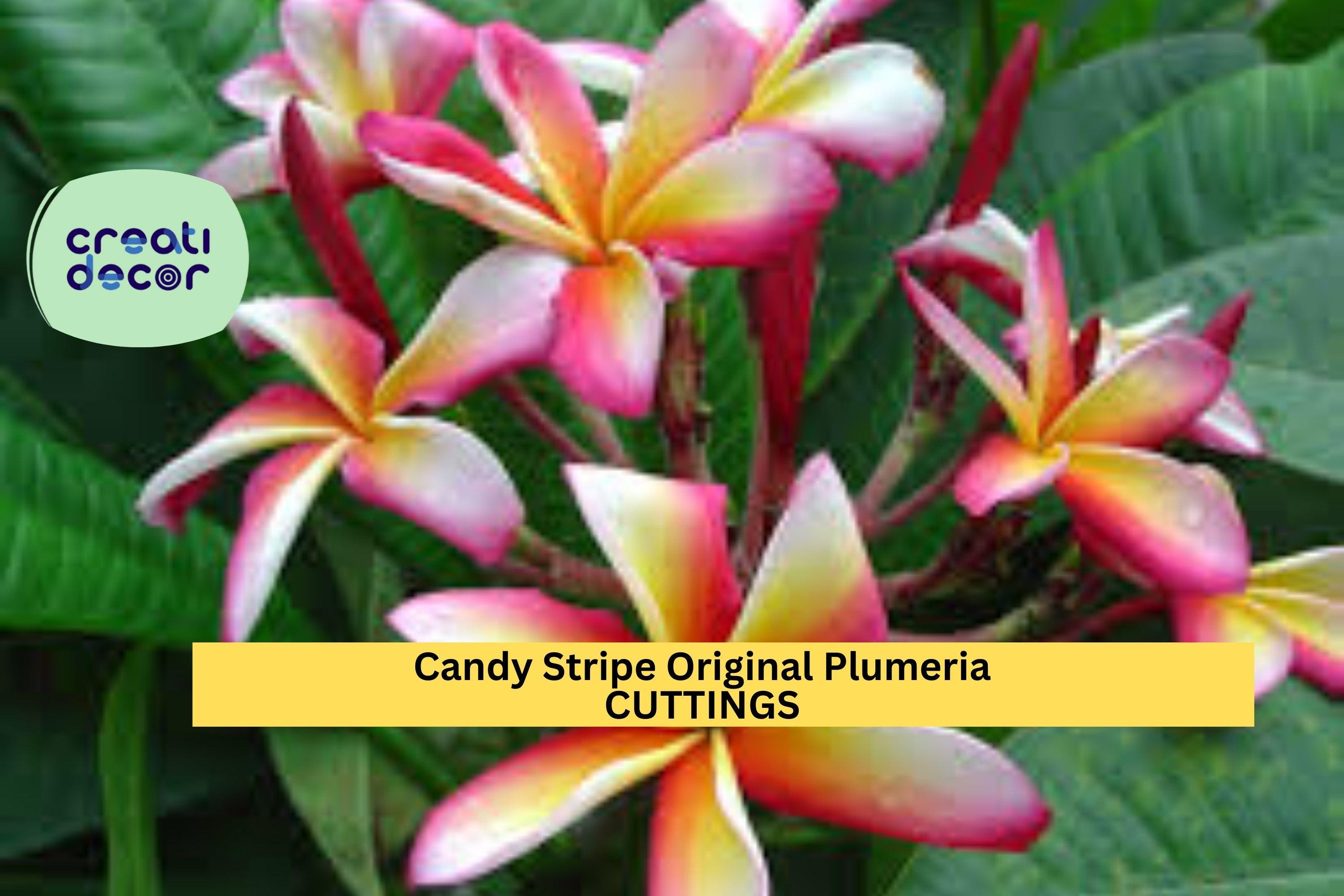 1 Candy Stripe Plumeria Cutting – 10" Double Head Unrooted Stem | Original Variety | Tropical Frangipani for Garden or Patio Planters