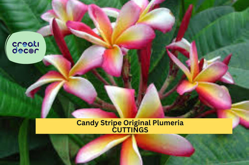 1 Candy Stripe Plumeria Cutting – 10" Double Head Unrooted Stem | Original Variety | Tropical Frangipani for Garden or Patio Planters