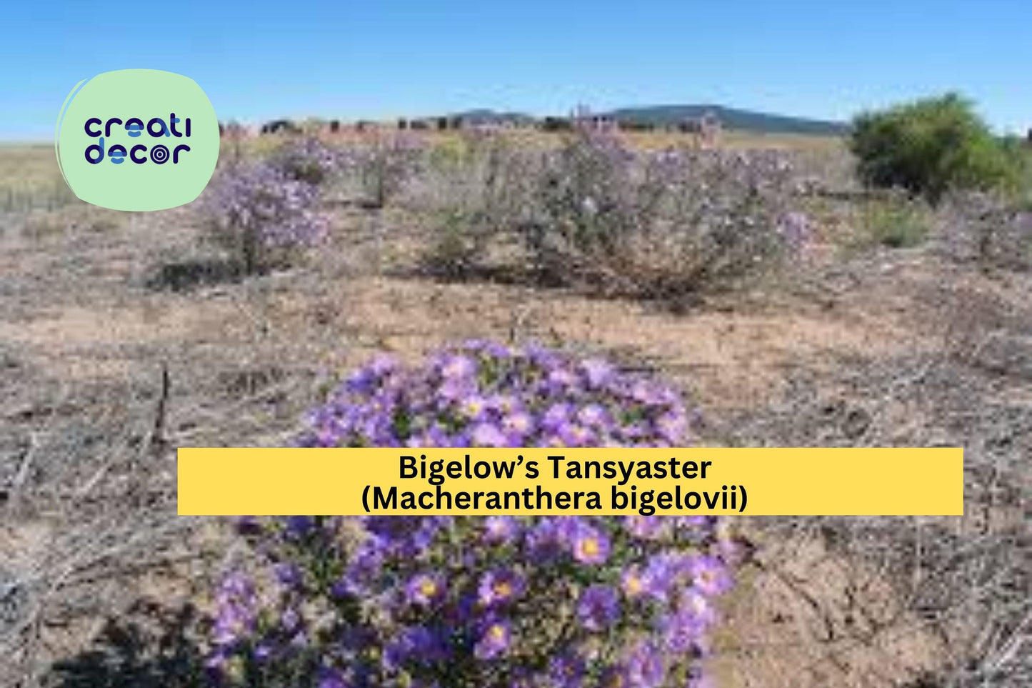 Bigelow’s Tansyaster Seeds (Macheranthera bigelovii) – 100 Purple Aster Seeds | Drought-Tolerant | Native Wildflower | Pollinator Friendly