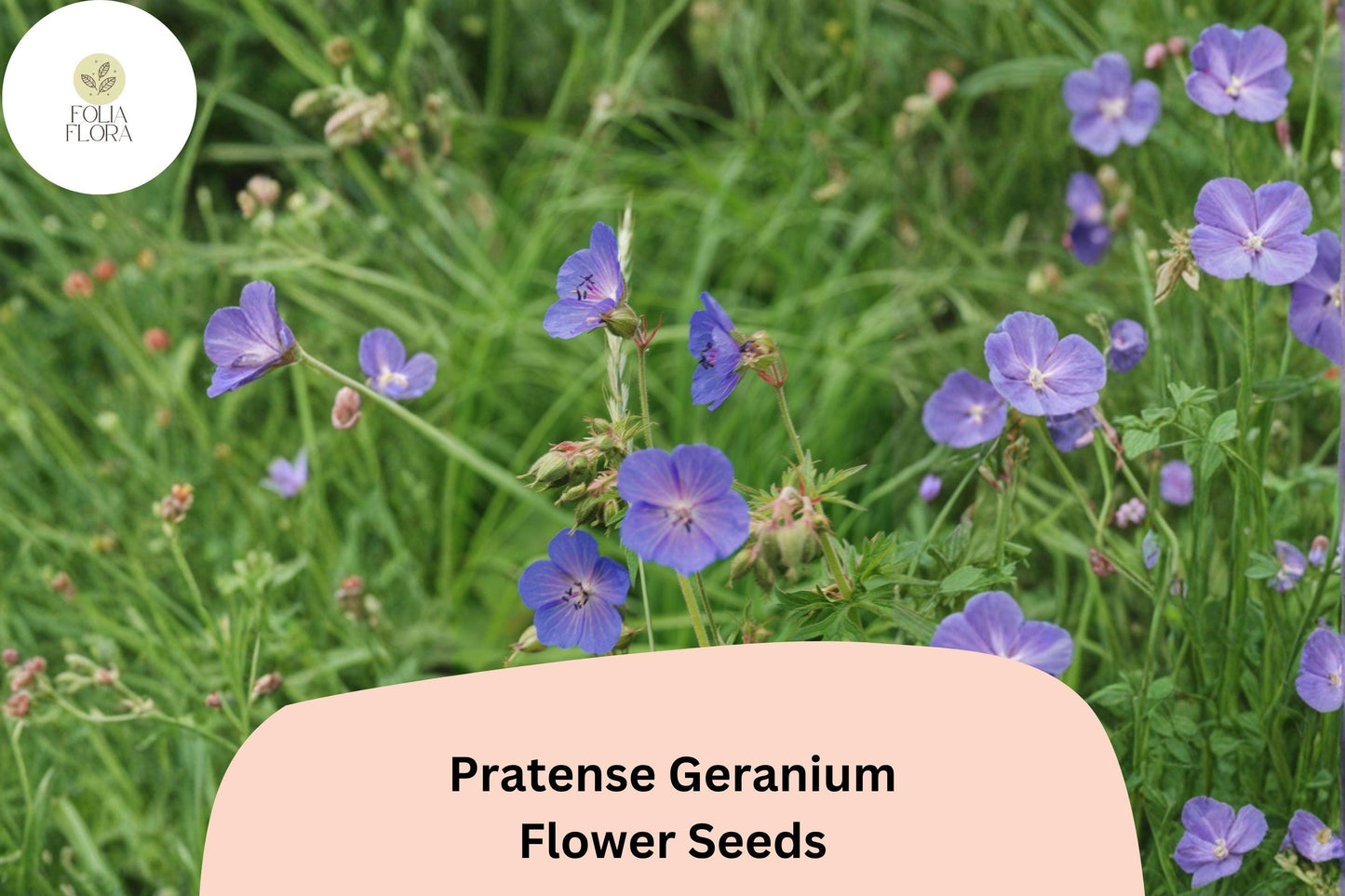 25+ Pratense Geranium Seeds | Hardy Perennial | Violet-Purple Blooms for Cottage Gardens & Borders