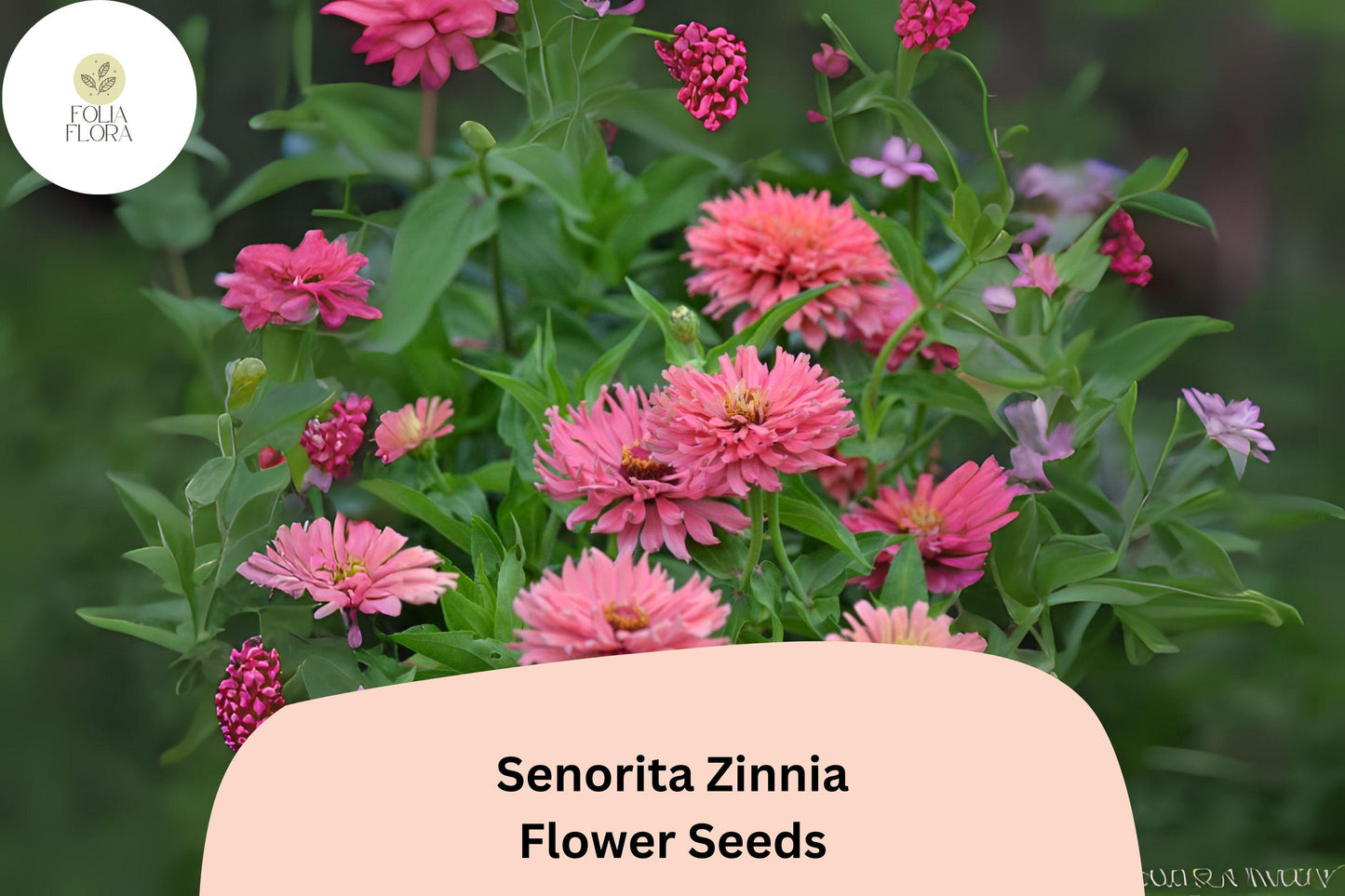100+ Señorita Zinnia Seeds – Bright Pink Blooms for Garden Planting, Borders & Cut Flowers