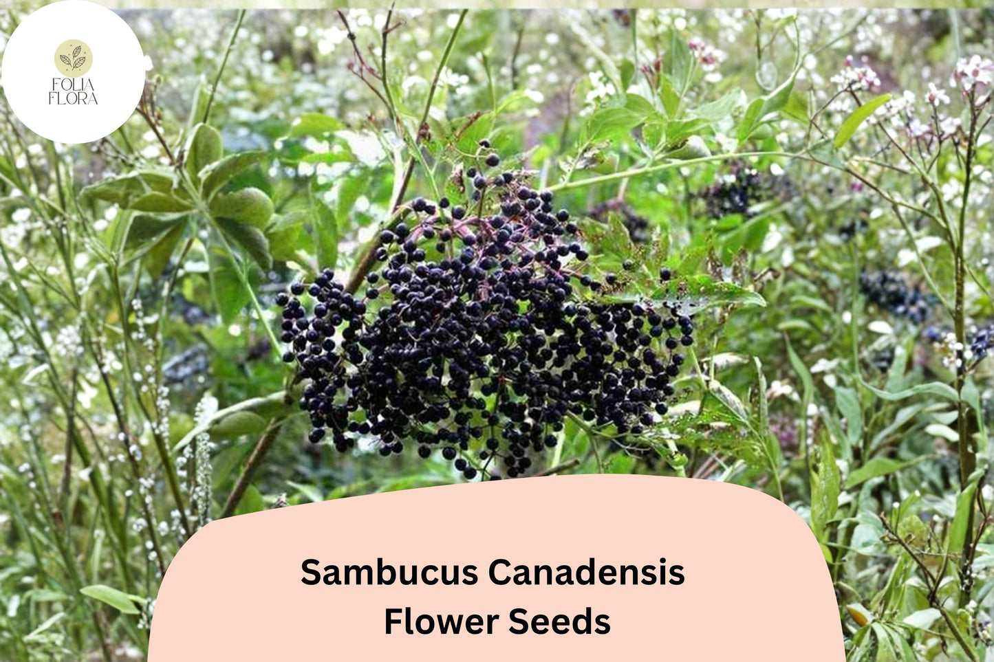 100 Sambucus canadensis Seeds | American Elderberry | Native Shrub for Wildlife & Garden Planting