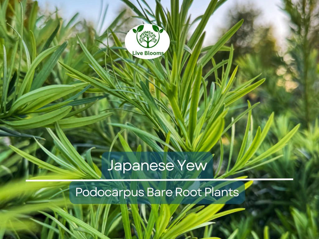 20 Podocarpus Japanese Yew Plants – Live Bare Root – Evergreen Privacy Hedge – Podocarpus macrophyllus Starter Pack