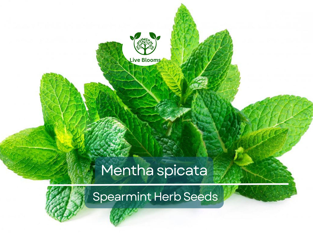 30 mg Seeds Spearmint Herb – Mentha spicata | Fresh Mint for Planting, Culinary, Tea Uses
