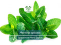 30 mg Seeds Spearmint Herb – Mentha spicata | Fresh Mint for Planting, Culinary, Tea Uses