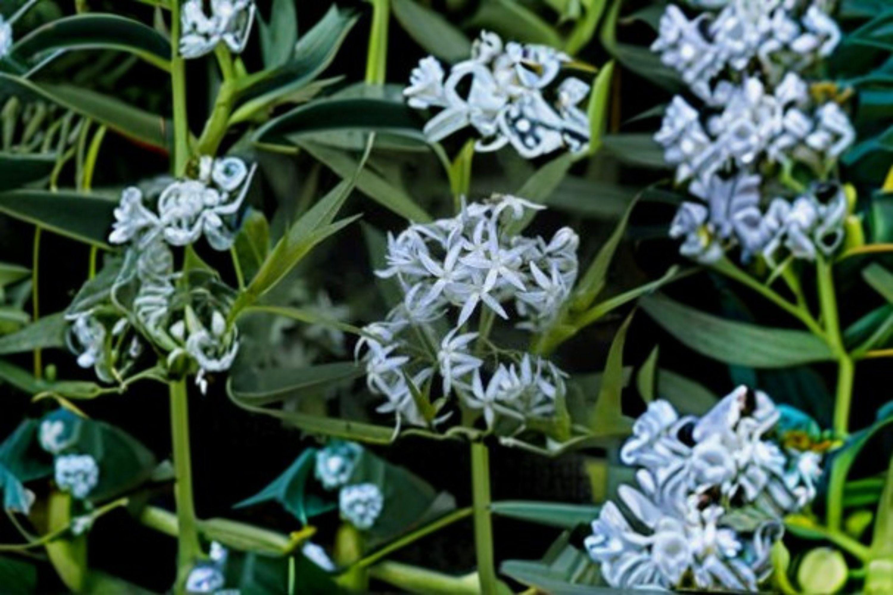 Eastern Bluestar – Amsonia tabernaemontana, Native Perennial Wildflower | Soft Blue Spring Blooms (10 Seeds)