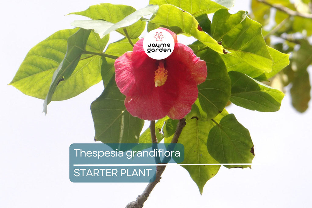 Portia Tree Starter Plant - Thespesia grandiflora 12”-24” | Tropical Flowering Tree for Garden