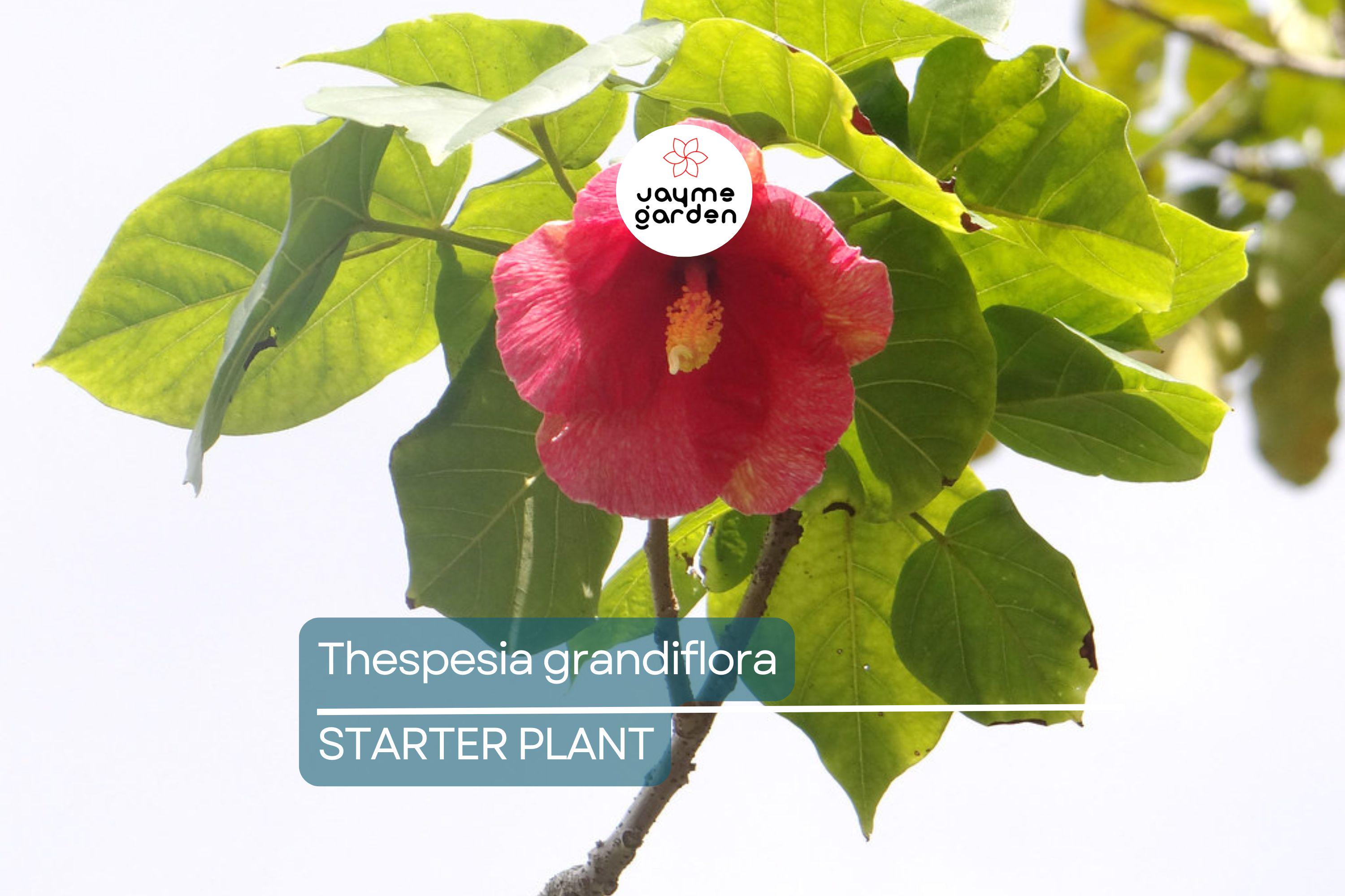 Portia Tree Starter Plant - Thespesia grandiflora 12”-24” | Tropical Flowering Tree for Garden