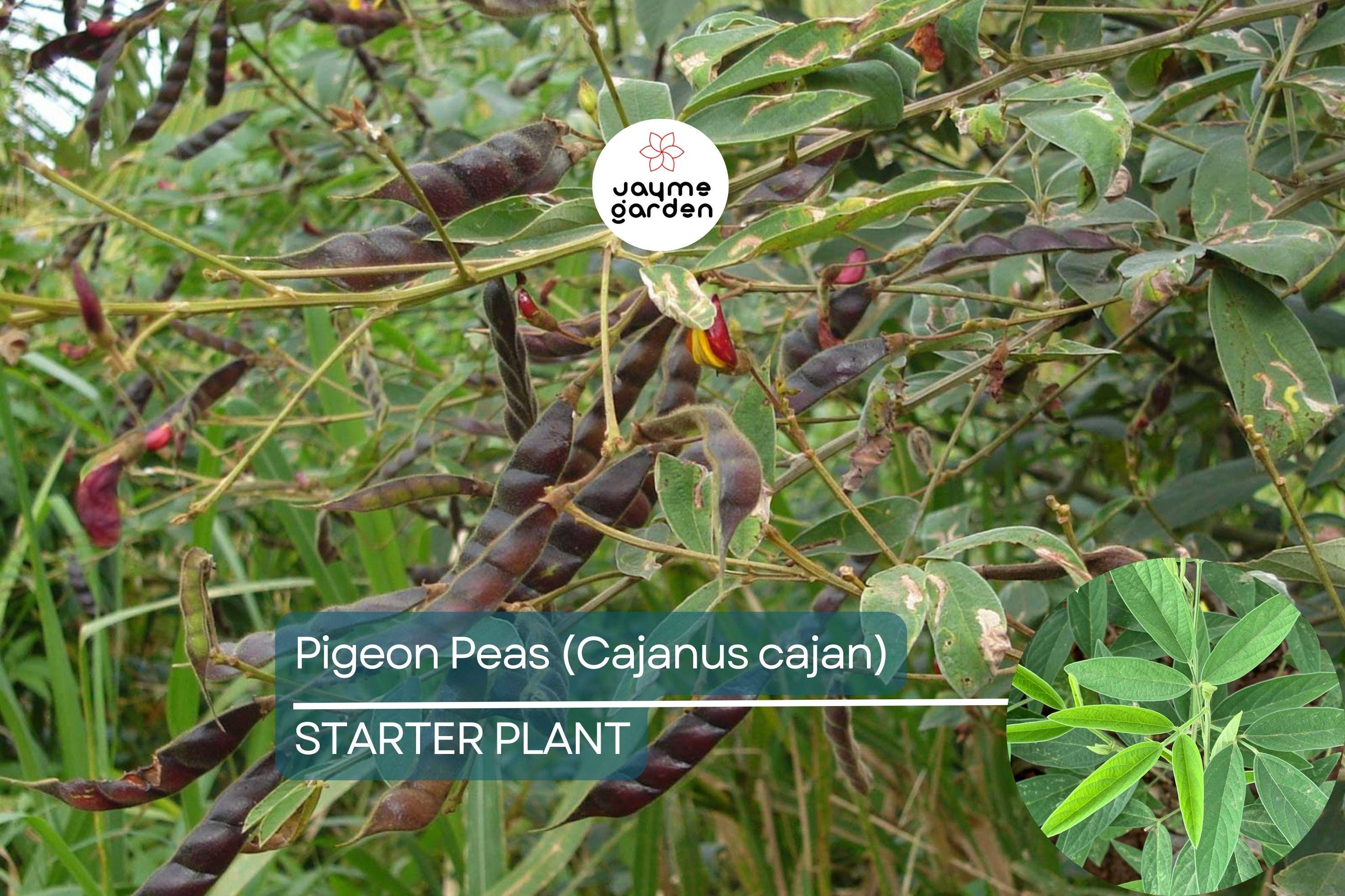 Pigeon Pea Starter Plant - Cajanus cajan 12”-24” | Tropical, Nutritious Legume for Garden
