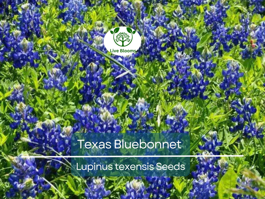 50 Texas Bluebonnet Seeds, Lupinus texensis, Wildflower, Sun/Partial Shade, Heirloom, Non-GMO, Native to Texas, Vibrant Blue Blooms
