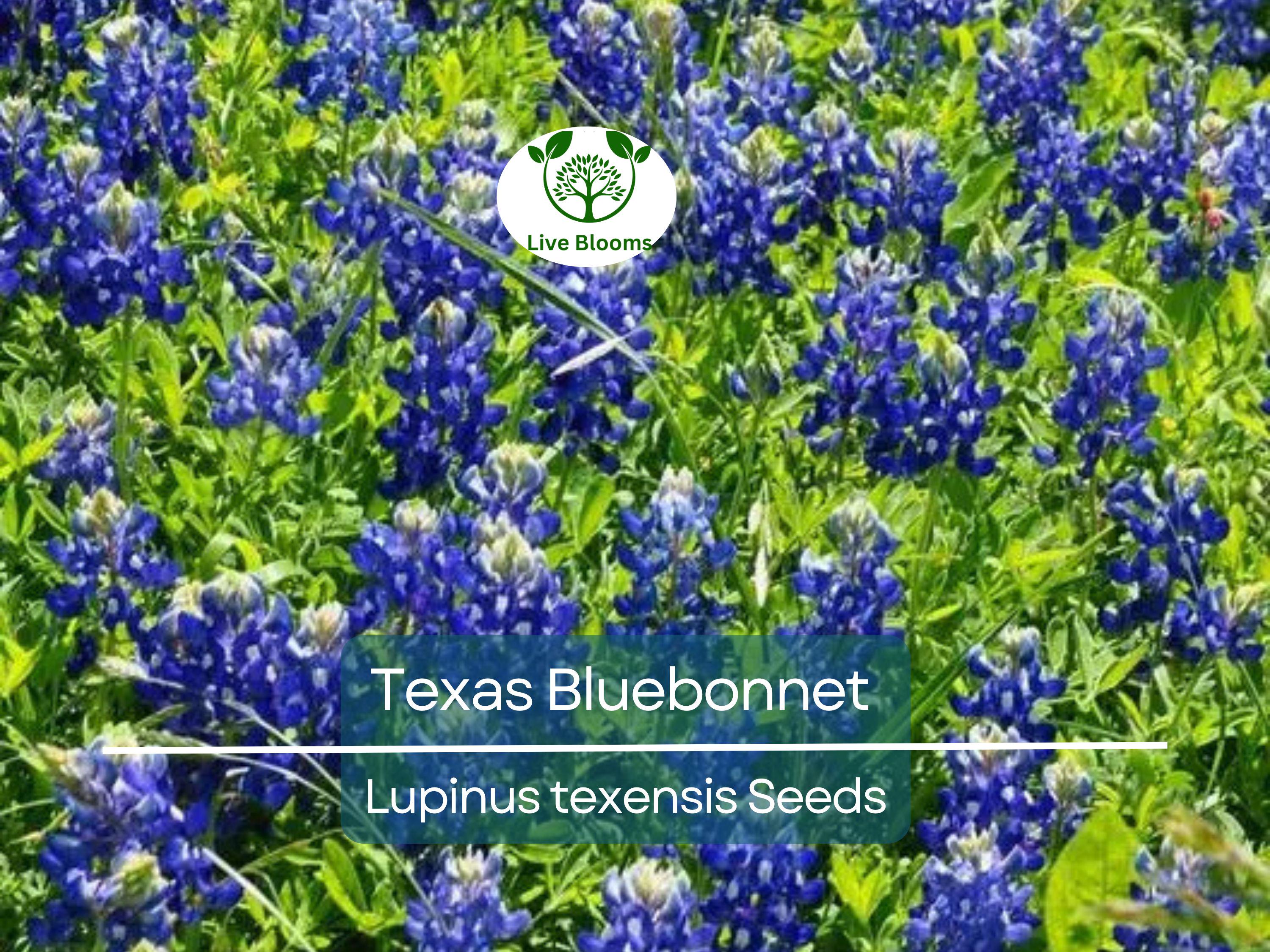 50 Texas Bluebonnet Seeds, Lupinus texensis, Wildflower, Sun/Partial Shade, Heirloom, Non-GMO, Native to Texas, Vibrant Blue Blooms