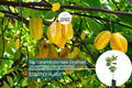 Big Carambola Grafted Tree - Live Averrhoa carambola 2′-3′ Tall | Tropical Starfruit Tree | Sweet-Tart Fruit & Decorative Appeal