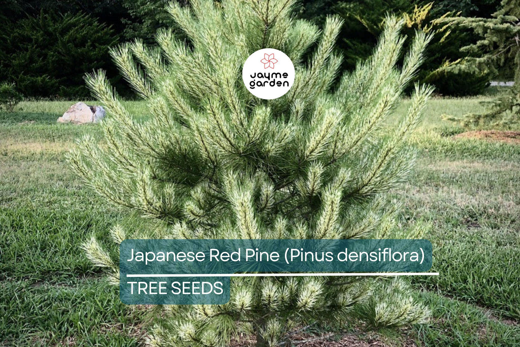 10 Japanese Red Pine Tree Seeds (Pinus densiflora) – Evergreen Bonsai or Landscape, 30-50' Tall