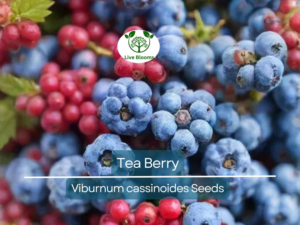40 Tea Berry Shrub Seeds - Viburnum cassinoides, Witherod, Edible Fruits, Perennial, Native Plant, Aromatic Tea Leaves