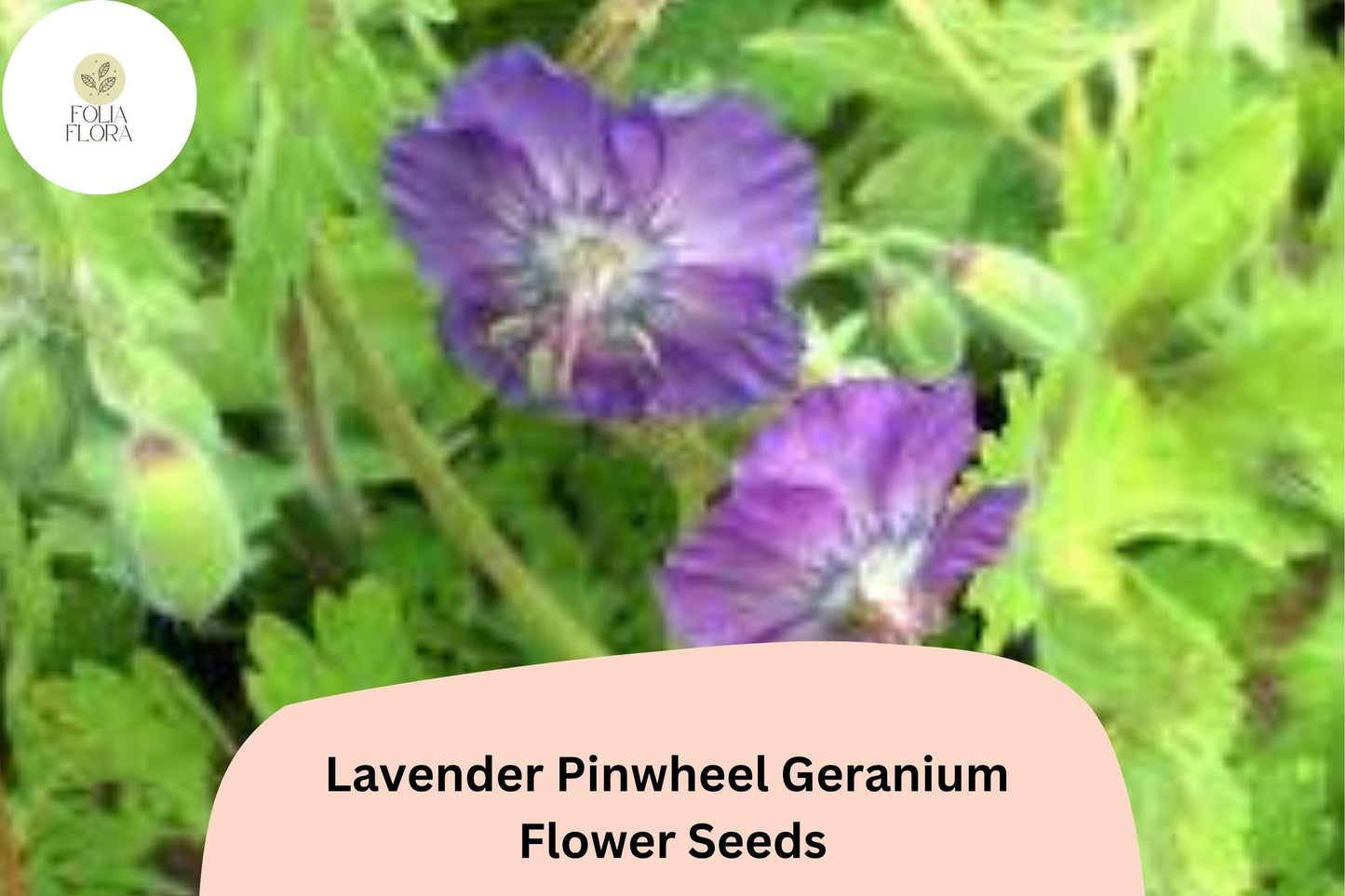 25+ Lavender Pinwheel Geranium Seeds for Garden Planting – Lavender Flowers, Hardy Perennial