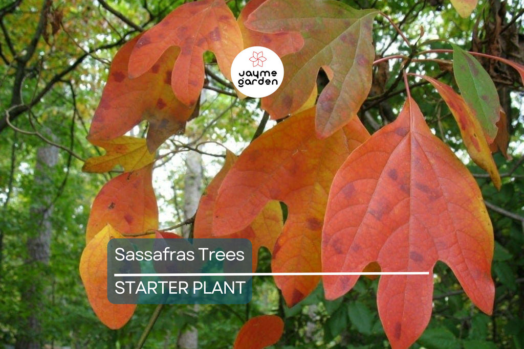 2 Sassafras Trees – 1-2 Ft Tall Live Bare Root | Aromatic Leaves | Fast Growing | Ready to Plant | Perfect for Landscaping