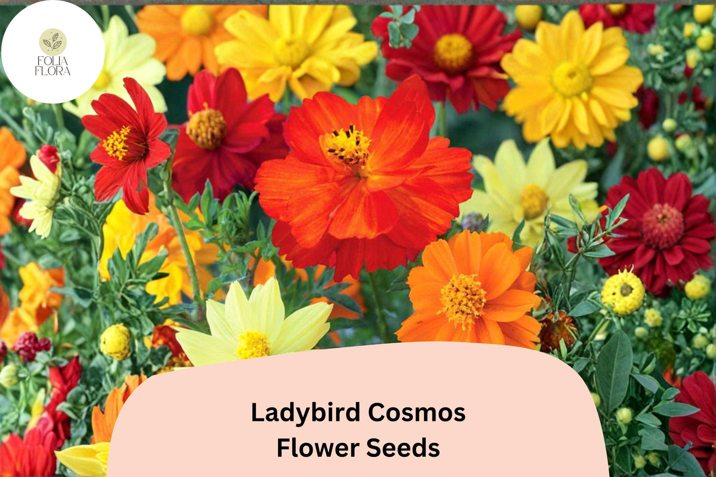 200+ Ladybird Cosmos Seeds | Cosmos Sulphureus Bright Orange Red Mix | Compact Garden Flower Seeds