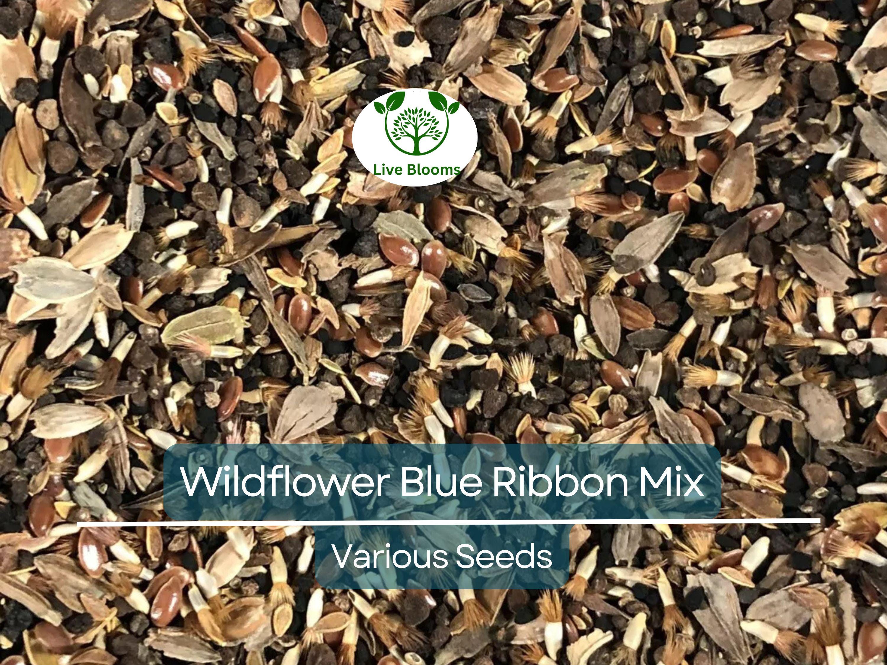 500 Wildflower Seeds - Blue Ribbon Mix | Heirloom, Non-GMO, Pollinator Blend w/ Perennials | Bee, Butterfly & Garden Friendly
