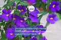 Thunbergia Erecta King’s Mantle Cuttings - 7 Purple Flowering Shrubs, Fast-Growing, Perennial, USDA Zones 9-11