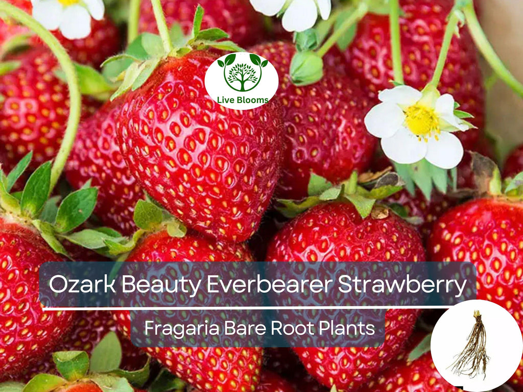 10 Ozark Beauty Everbearer Strawberry Bare Root Plants - Fragaria × ananassa - Sweet, Hardy, Heirloom Fruit Garden Starter