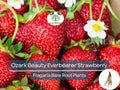 10 Ozark Beauty Everbearer Strawberry Bare Root Plants - Fragaria × ananassa - Sweet, Hardy, Heirloom Fruit Garden Starter