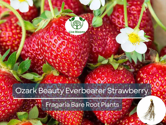 10 Ozark Beauty Everbearer Strawberry Bare Root Plants - Fragaria × ananassa - Sweet, Hardy, Heirloom Fruit Garden Starter