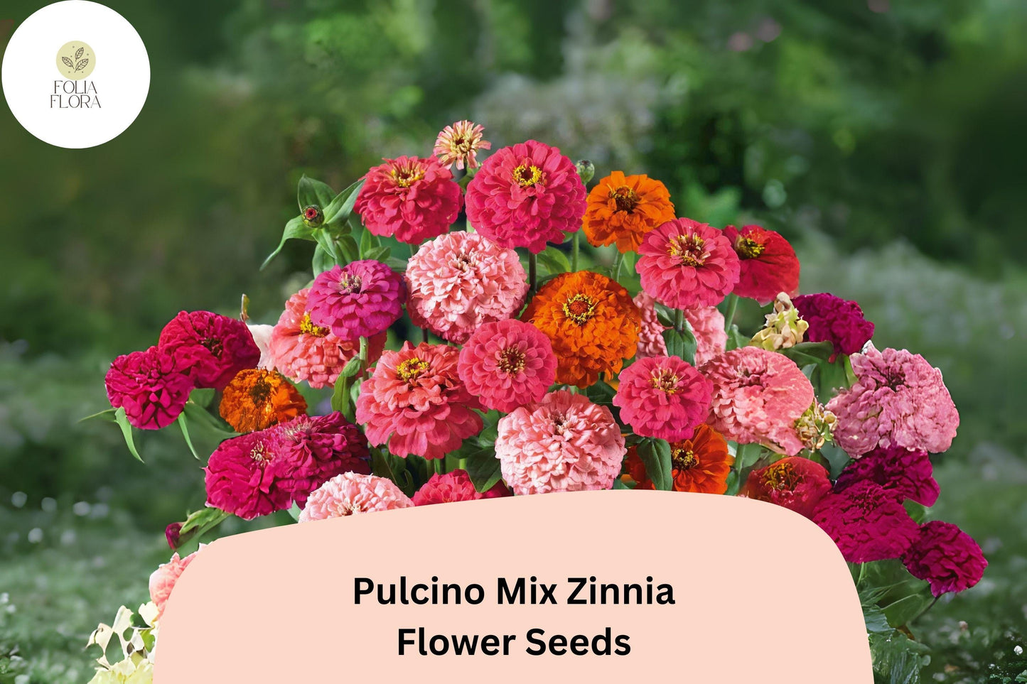 Pulcino Mix Zinnia Seeds: Dwarf Zinnia elegans for Pollinator Gardens