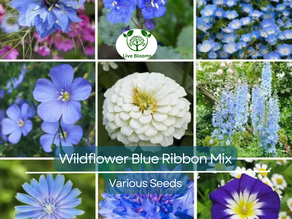 500 Wildflower Seeds - Blue Ribbon Mix | Heirloom, Non-GMO, Pollinator Blend w/ Perennials | Bee, Butterfly & Garden Friendly