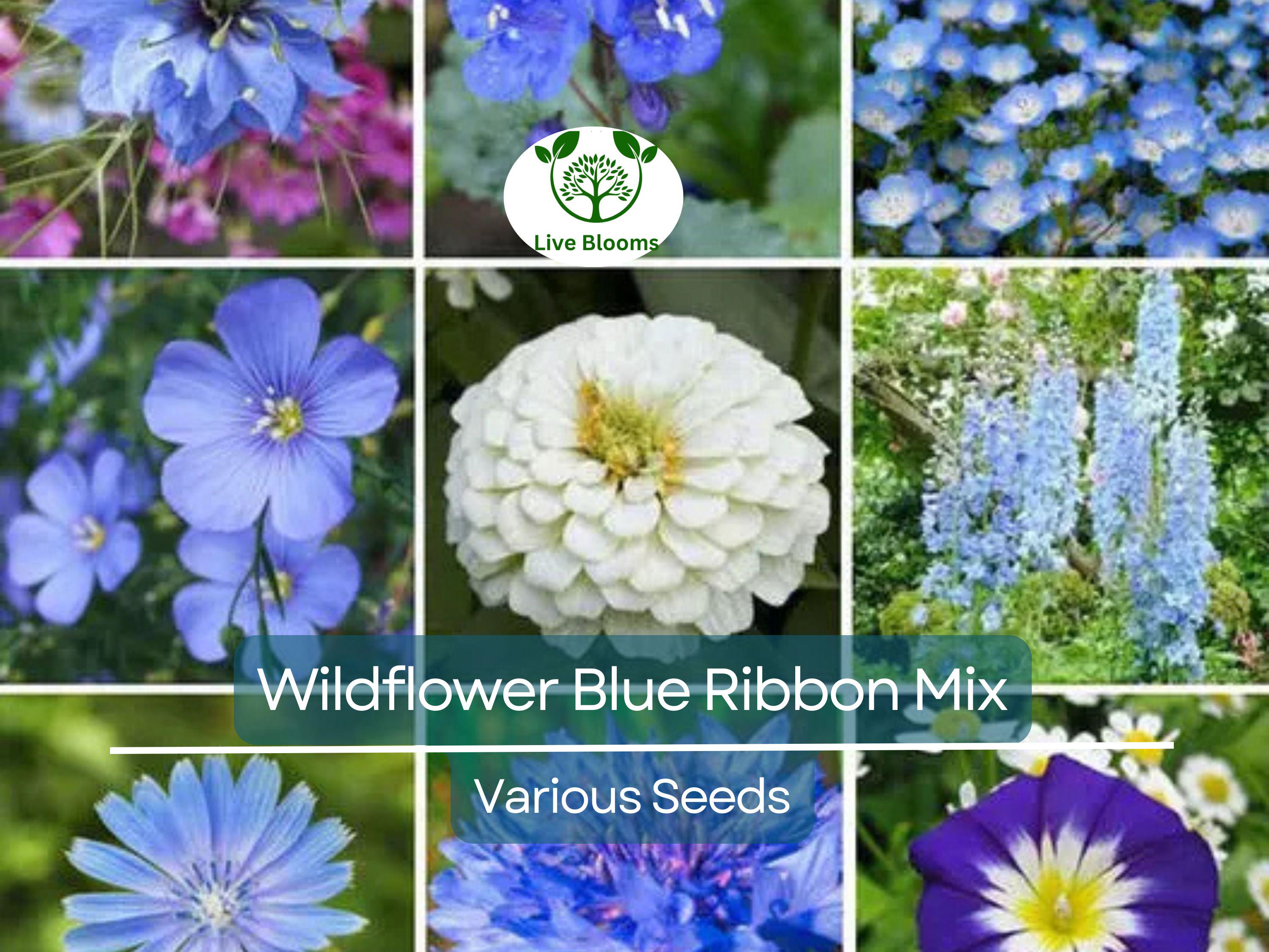 500 Wildflower Seeds - Blue Ribbon Mix | Heirloom, Non-GMO, Pollinator Blend w/ Perennials | Bee, Butterfly & Garden Friendly