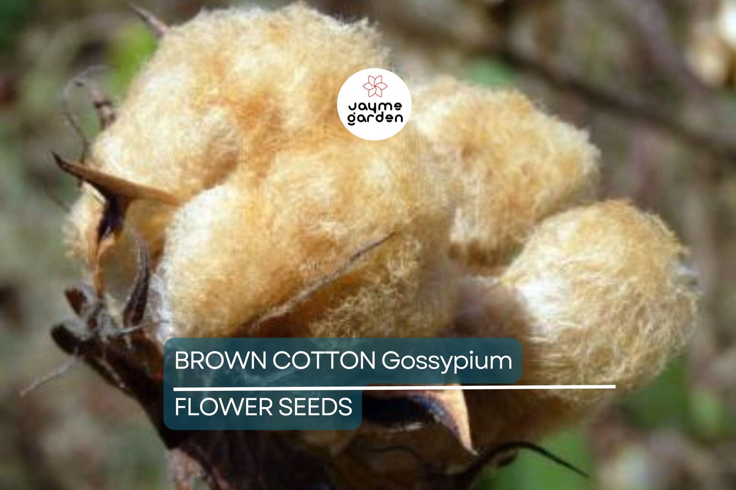 50 Brown Cotton Seeds – Heirloom Gossypium, Non-GMO, USA Seller