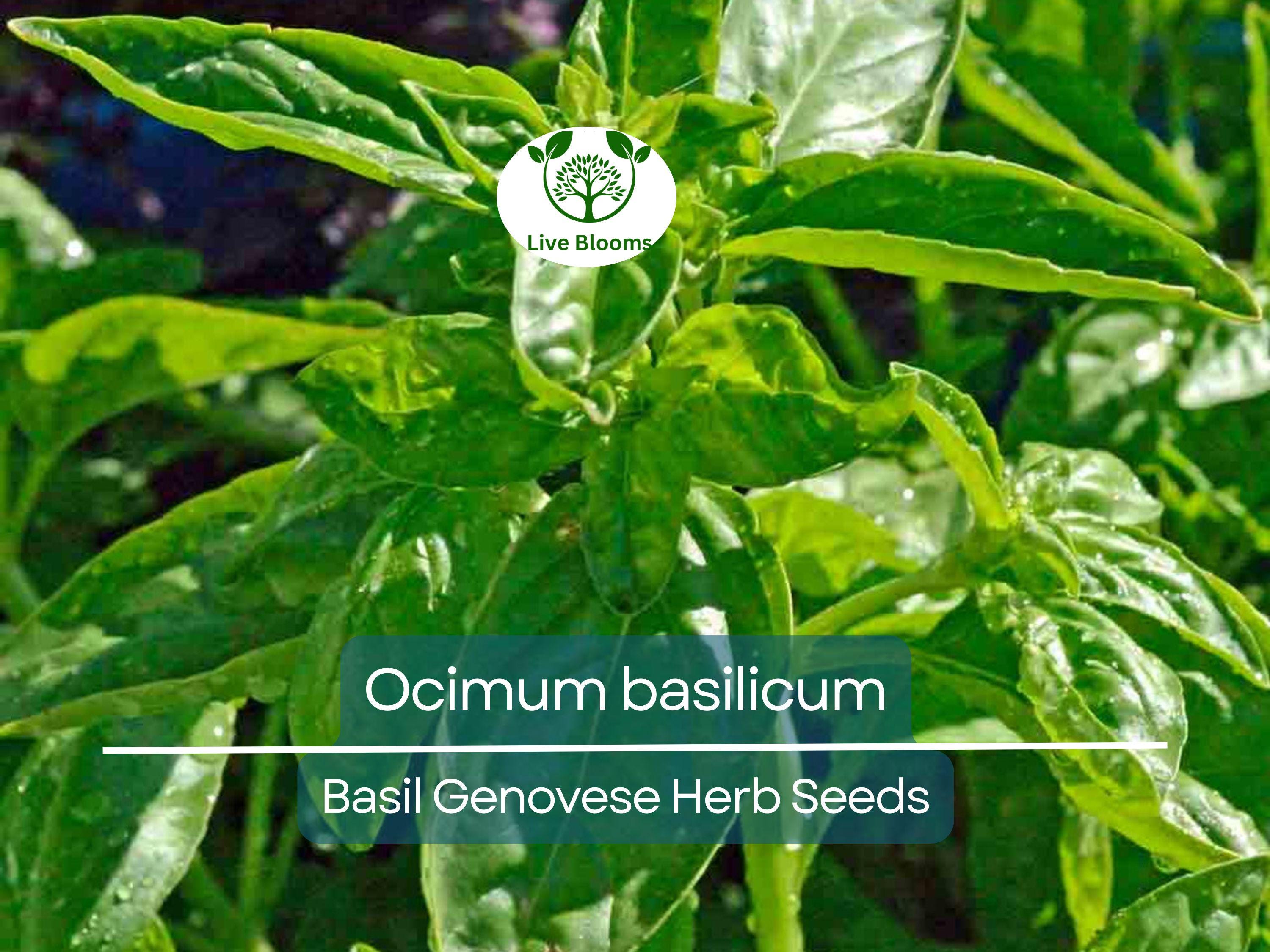 700 Basil Genovese Seeds for Planting - Ocimum basilicum - Fresh Italian Herb for Cooking, Pesto, Mediterranean Dishes, Easy to Grow