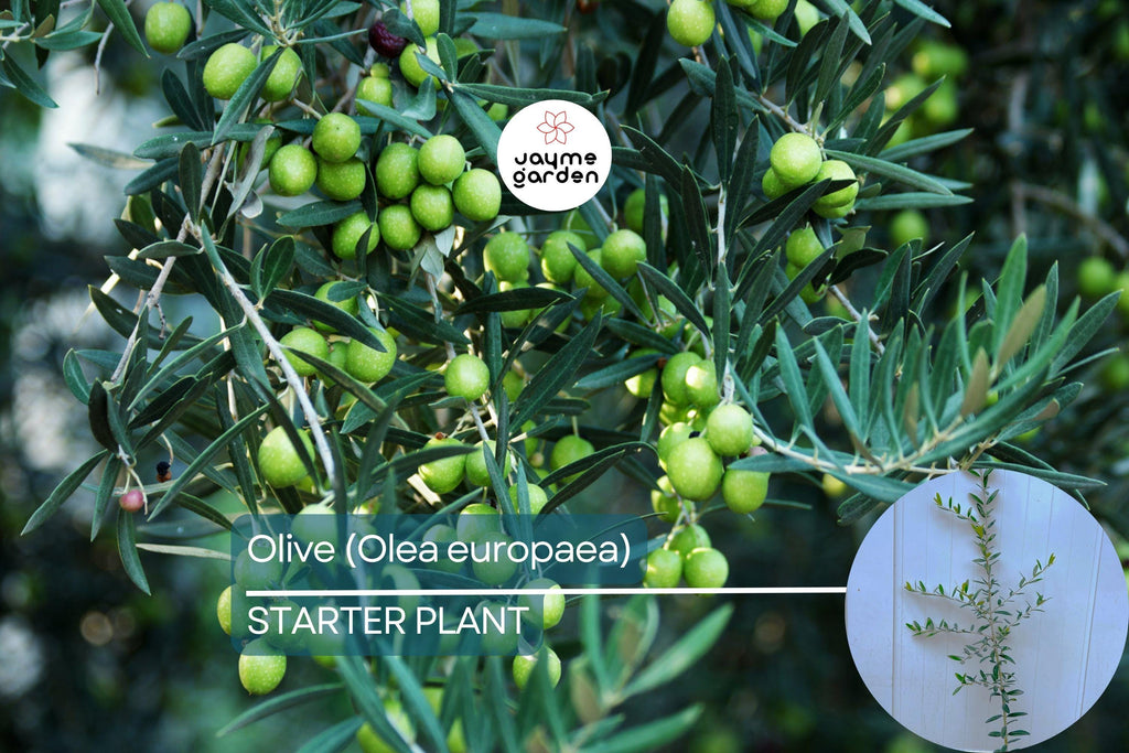 Olive Tree Starter Plant – Live Fruit Tree (Olea europaea) | Hardy Mediterranean Herb | Mature 20-30 feet tall