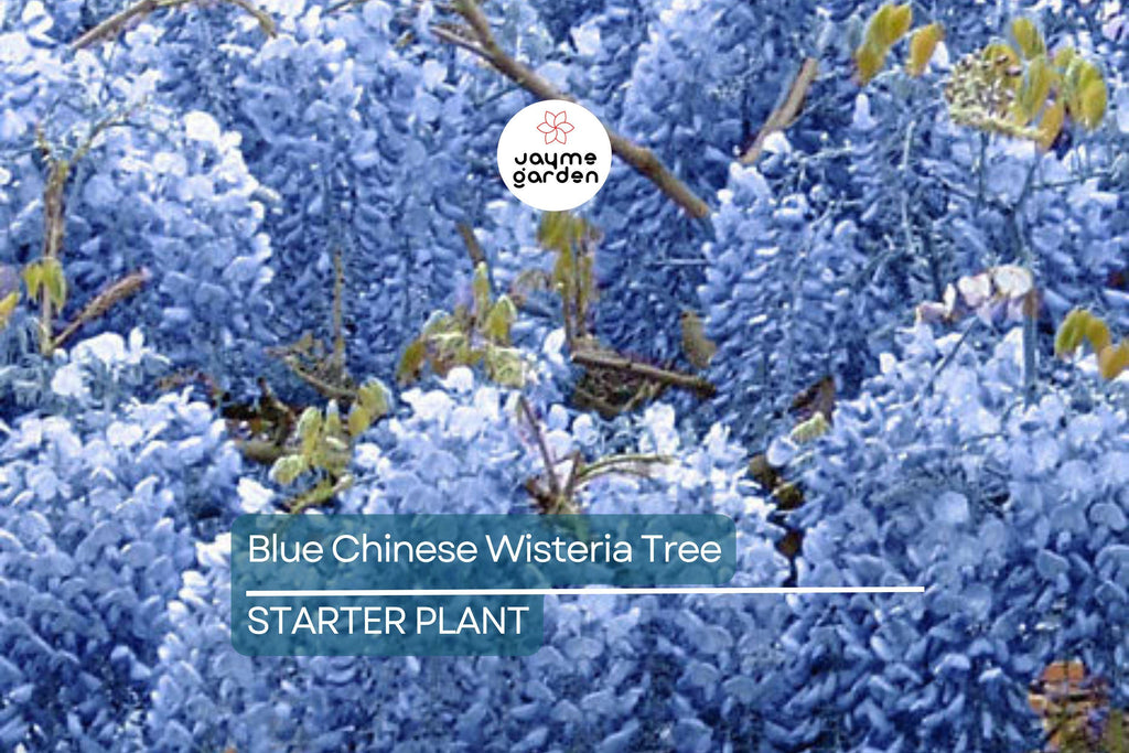 Blue Chinese Wisteria Tree 1-2ft Tall | Live Plant, Ready to Plant | Blue Flowers, Bare Root