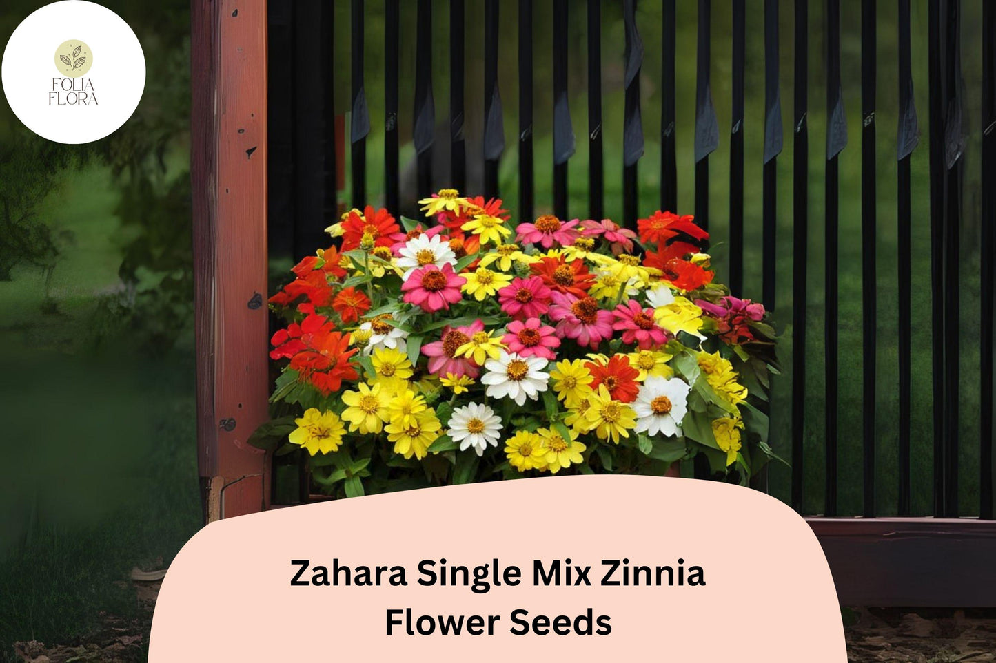 100+ Zahara Single Mix Zinnia Seeds – Vibrant Low-Growing Blooms for Garden Beds & Containers