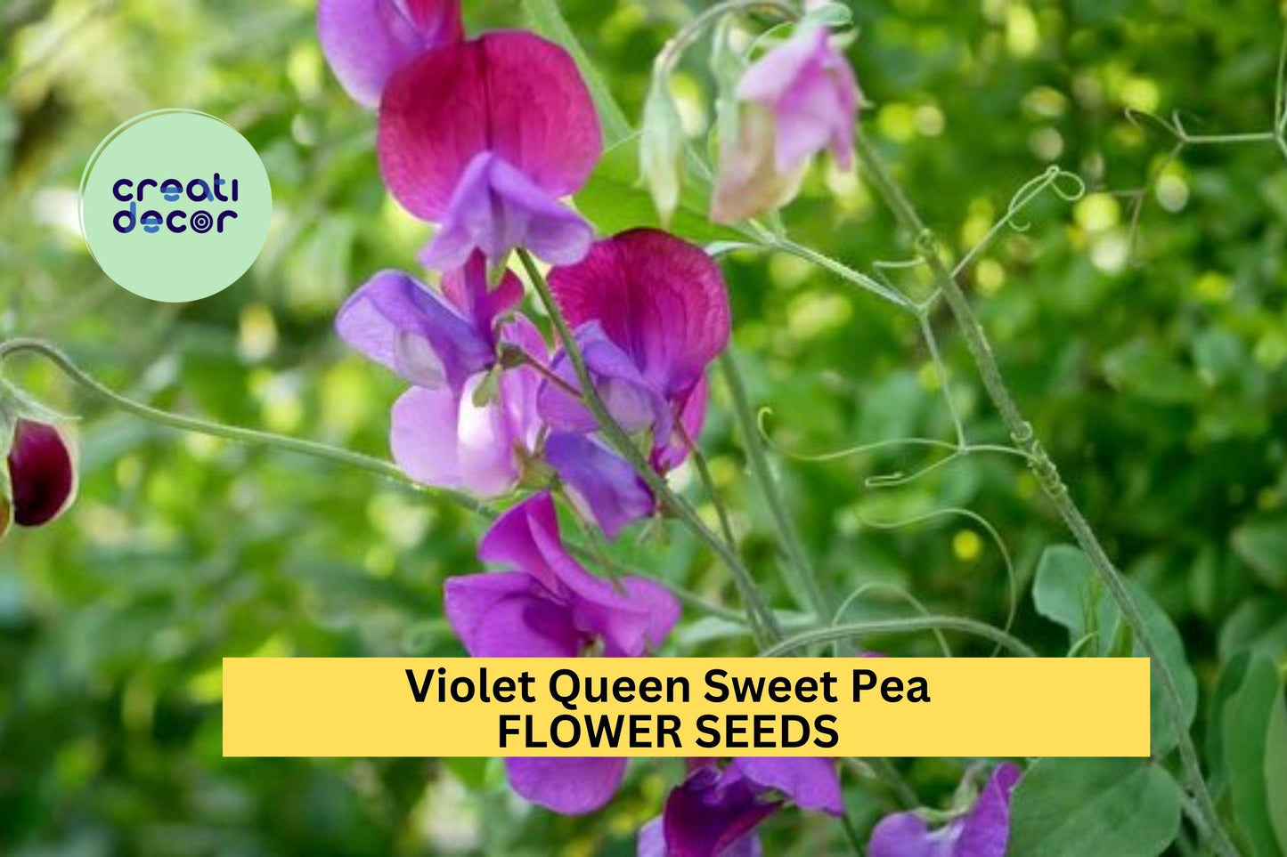 50+ Violet Queen Sweet Pea Seeds – Fragrant Deep Violet Blooms for Garden Planting, Climbing Vines for Trellises – USA