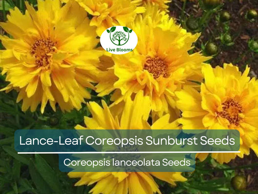 100 Seeds Lance-Leaf Coreopsis Sunburst Perennial Wildflower Tickseed Non-GMO, Bright Yellow Flowers, Native to North America