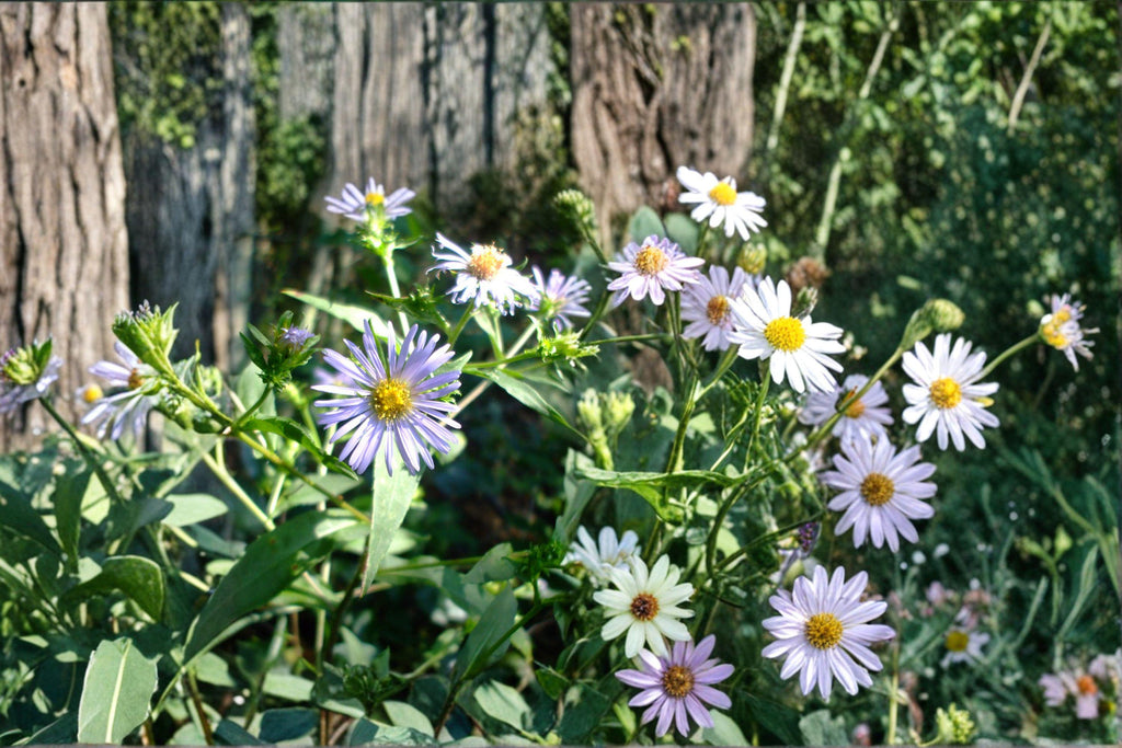 Symphyotrichum Puniceum Swamp Aster Seeds – 350 Native Perennial Wildflower Seeds, Wetland Pollinator Plant